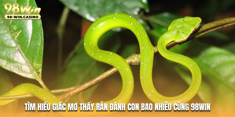 Tìm hiểu giấc mơ thấy rắn đánh con bao nhiêu cùng 98WIN